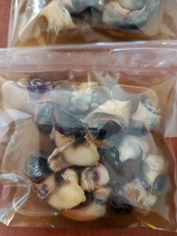 Salamura Madya (10 Adet)