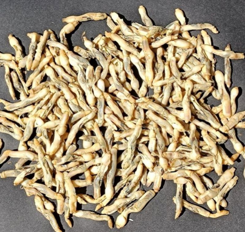 Pastiröze Sülünez (100 Adet)