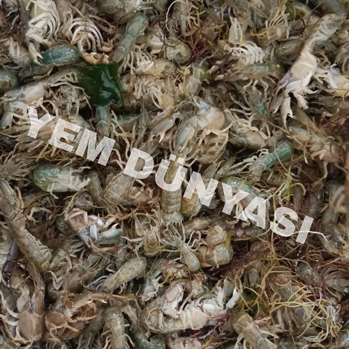 Canlı Mamun (1 KG)
