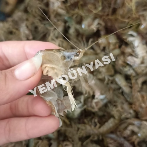 Canlı Mamun (250 GR)