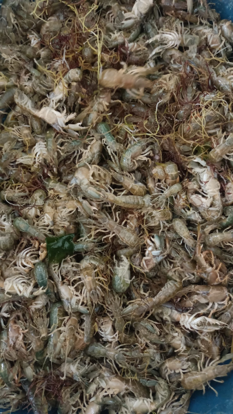 Canlı Mamun (250 GR)