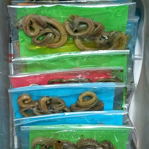 Salamura Boru Kurdu